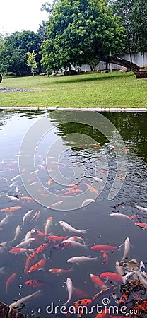 Fish pond tranquility garden green Stock Photo