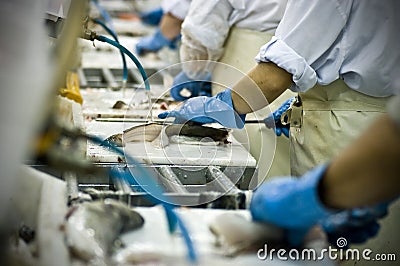 Fish processing factory Stock Photo