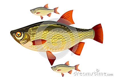 Fish with red fins Stock Photo