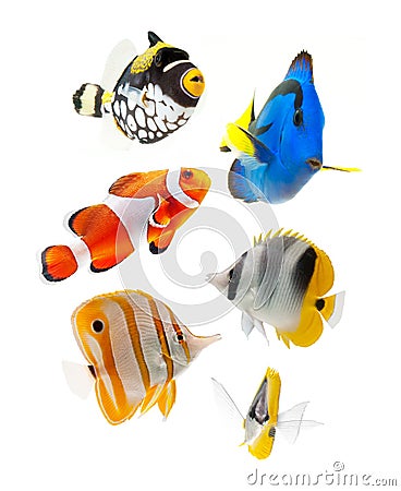 Fish, reef fish, marine fish party isolated on whi Stock Photo