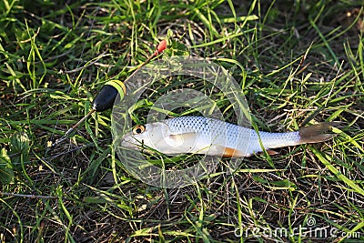 fish roach lying on the grass caught by fisherman Stock Photo