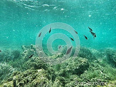 Fish with rocky reef and seaweed Stock Photo