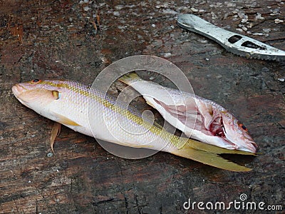 Fish for sale at a caribbean market. Stock Photo