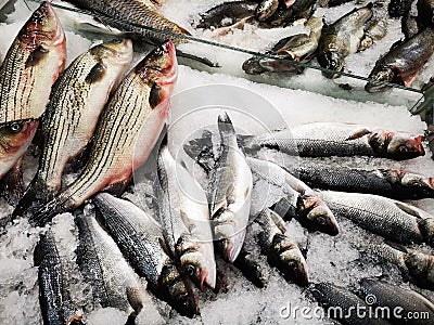 Fish for sale - sea bass, bighead carp and trouts Stock Photo