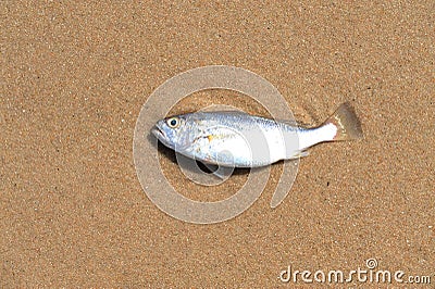 fish-sand-18822241.jpg