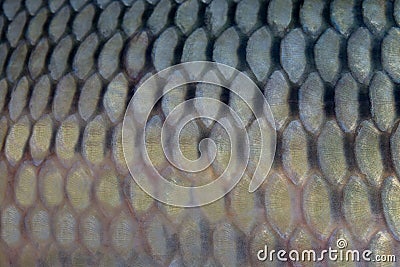 Fish scales close up Stock Photo