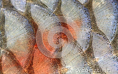 Fish Scales - Closeup. Royalty Free Stock Photos - Image: 18935078