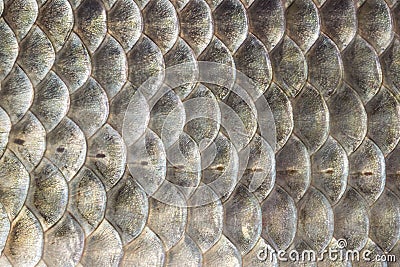 Fish scales, crucian carp background, cartilaginous fish, macro, close-up Stock Photo