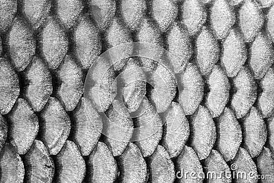 Fish scales Stock Photo