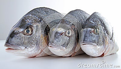 Fish, sea bream Stock Photo