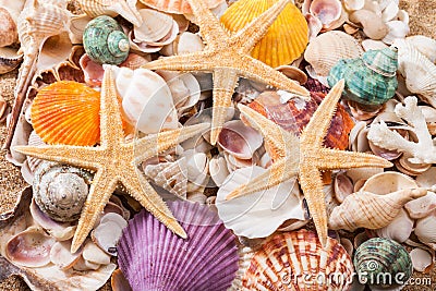 Sea shells and starfishes decorations, close up Stock Photo