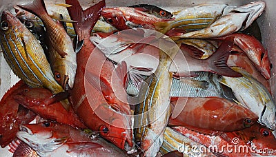 Fish from shore-based fishing in the Maldives, Stock Photo