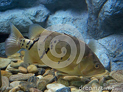 Fish Siamese tigerfish Stock Photo