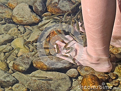 Fish whales bite people feet like garra Rufo fish. cold water and muddy stones Stock Photo