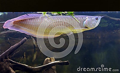 Fish Silver arowana Stock Photo