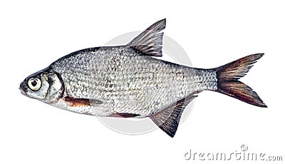 Fish silver bream with scales isolated on white background Blicca bjoerkna. Stock Photo