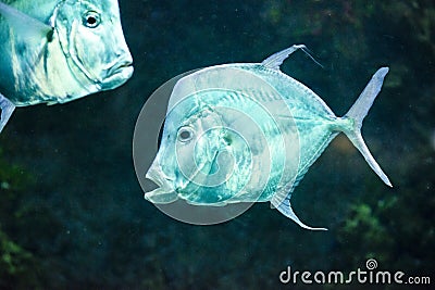 Fish Silver Moonfish,Lookdowns-Selene vomer Stock Photo