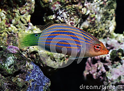 Fish six line wrasse - pseudocheilinus hexataenia Stock Photo