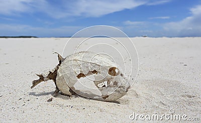 Fish skeleton with preserved scales Stock Photo