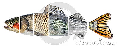 Fish slices isolated on white background. Different types of fish are collected in one whole Stock Photo