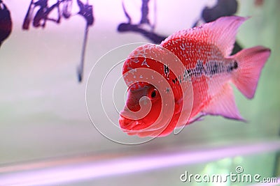 Fish in small bowl Stock Photo