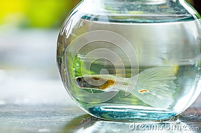 Fish in small bowl Stock Photo