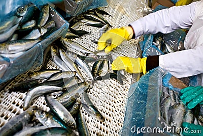 Fish sorting Stock Photo