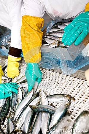 Fish sorting Stock Photo