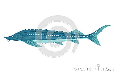 Fish sorts or types. Freshwater fish sturgeon. Hand-drawn color illustration of inland fish. Commercial fish specie Vector Illustration