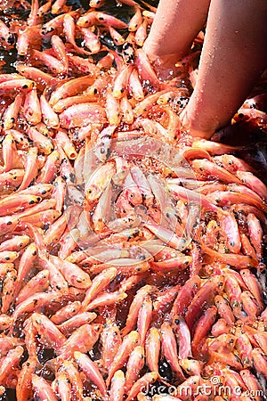 Fish Spa Therapy At Madu River In Sri Lanka Stock Photo