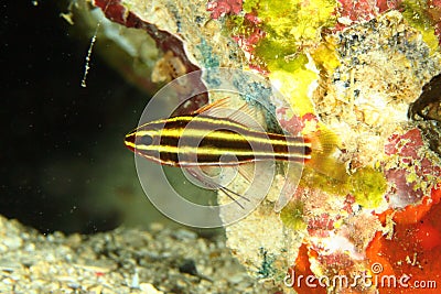 Fish - striped cardinalfish Stock Photo