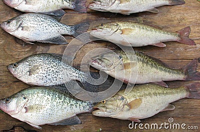 Fish For Supper! Stock Photo