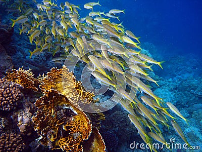 Fish swarm at a colorful reef Stock Photo