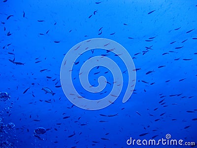 Fish swarm in deep blue water Stock Photo