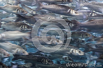 Fish swarm - many fishes swimming Stock Photo