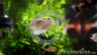 Fish swimming beneath surface Stock Photo