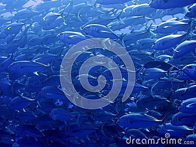 Fish swimming close at the Sea o Cortez Baja Mexico Stock Photo