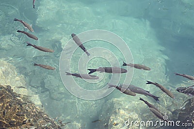 Fish swimming in harbour Atlantic Ocean Stock Photo