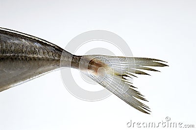 Fish tail Stock Photo