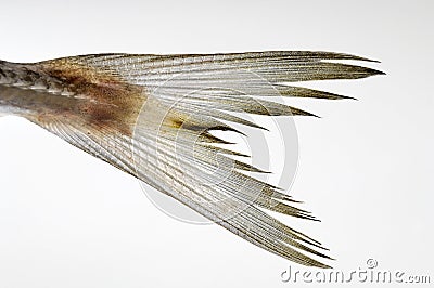 Fish tail Stock Photo