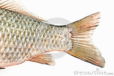 Fish tail Stock Photo