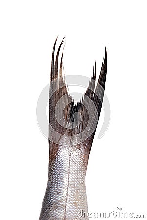 Fish tail Stock Photo