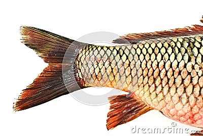 Fish tail,carp Stock Photo