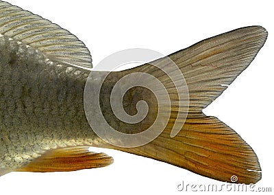 Fish tail -isolated Stock Photo