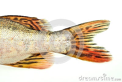 Fish tail,pike Stock Photo