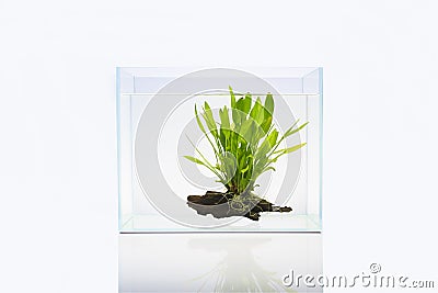 Fish tank with aquatic plant Stock Photo