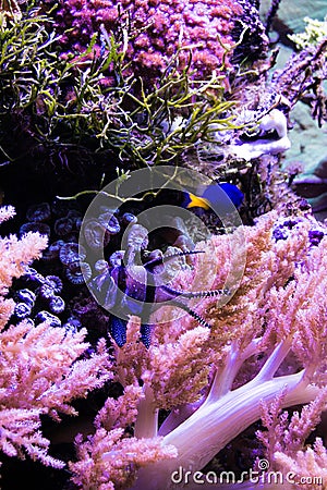 Fish tank with coral life and Banggai Cardinal fish Stock Photo