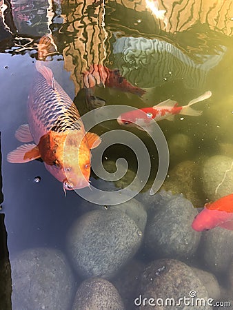 Fish in a tank and nice colour Stock Photo