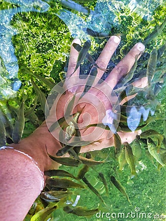 fish therapy, small fishes bites left hand Stock Photo