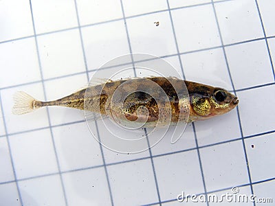 A fish The three-spined stickleback (Gasterosteus aculeatus) Ichthyology research. Stock Photo